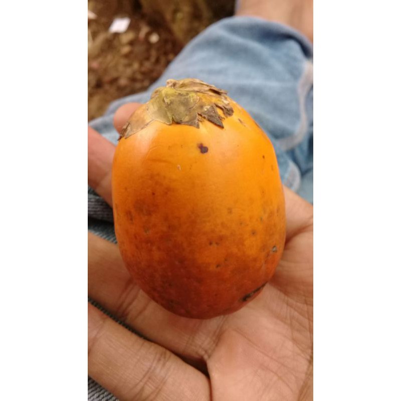

BUAH PINANG TUA
