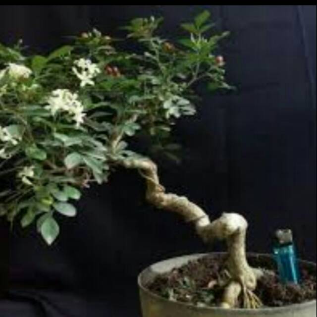 Bahan bonsai kemuning