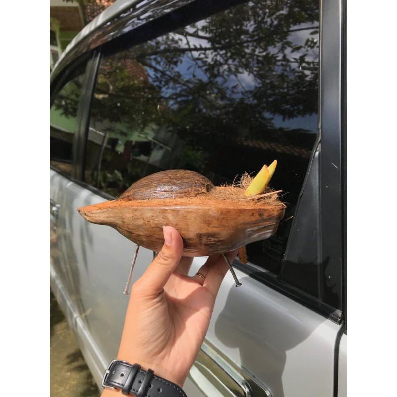 Bahan bonsai kelapa minion model PERAHU gading oren, kuning, hijau, dan coklat - bahan bonsai kelapa