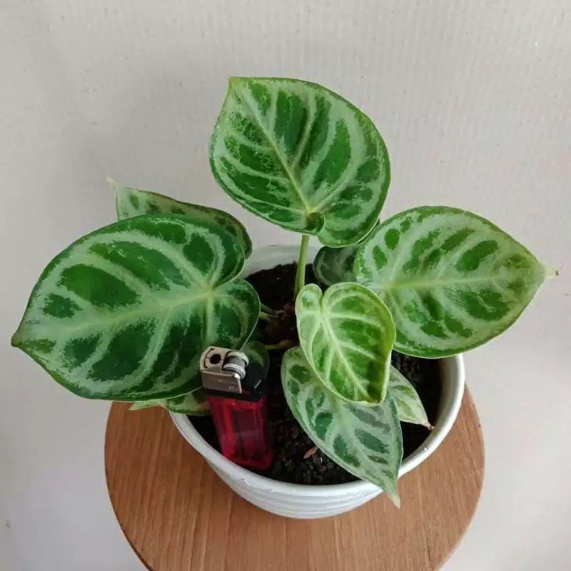 Kuping Gajah Dorayaki Mangkok Kuping Gajah