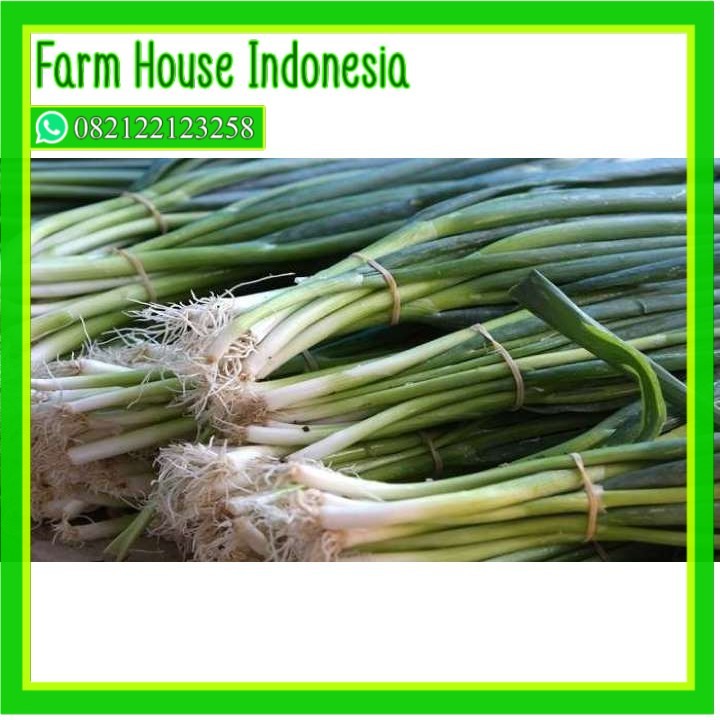 

SayurHD daun bawang 1 ikat 250gr