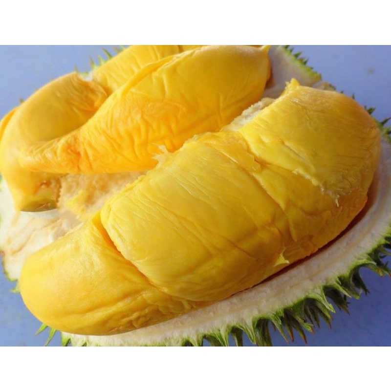 tanaman buah durian musang king murah/durian musang king terbaik