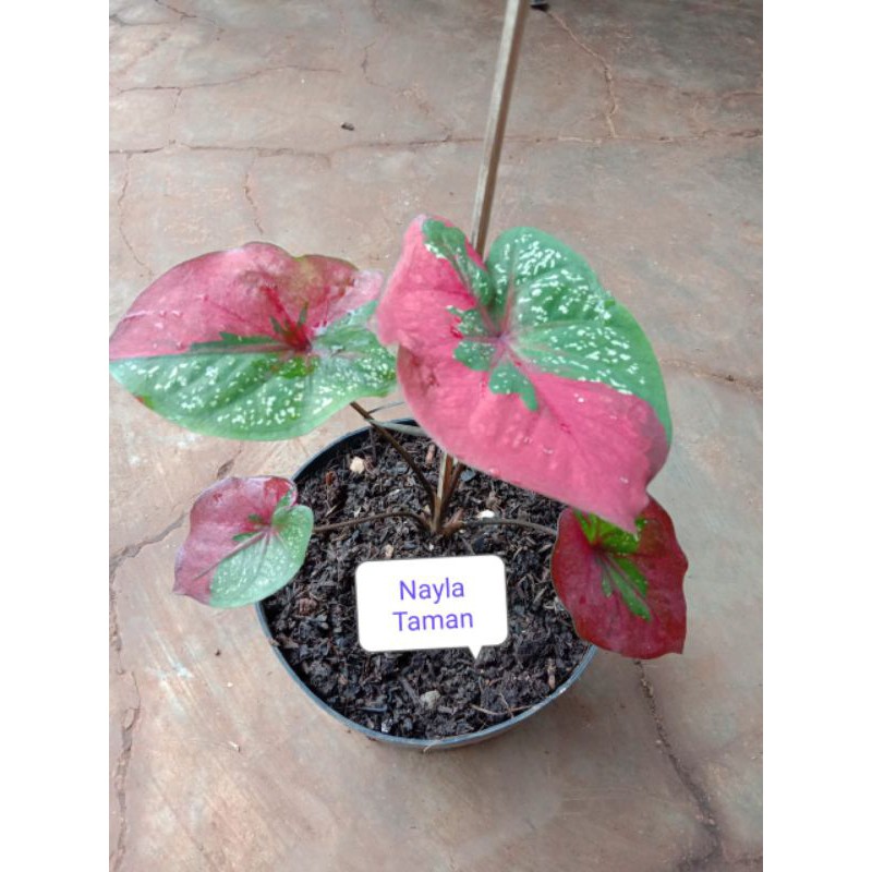 Keladi Baret Merah-Tanaman Keladi Baret