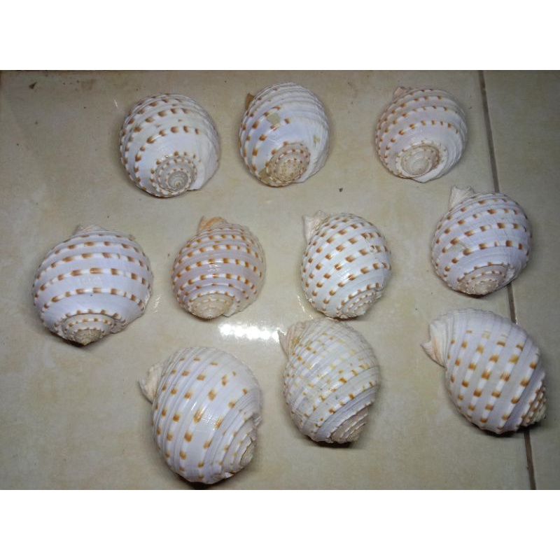 cangkang tona untuk kelomang XXL