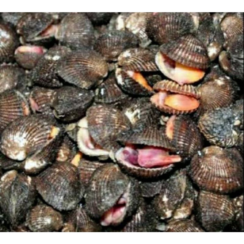 

sekarang bulu