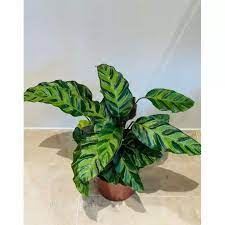 Calathea Misto Termurah/ tanaman hias calatea - BAKUL KEMBANG