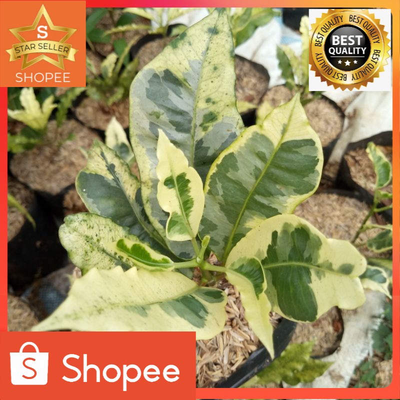 Tanaman hias puring jeruk tanaman outdoor puring langka