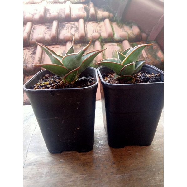 Sansevieria Pinguicula