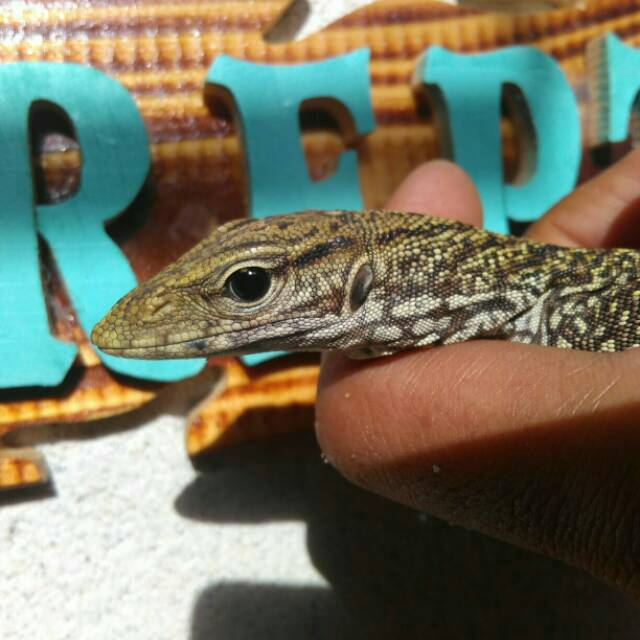 Vrn Nebu Shopee Indonesia