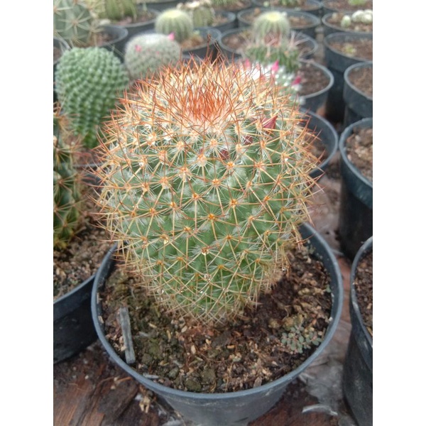 kaktus import/kaktus murah/kaktus pasaman/kaktus ownrout