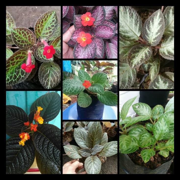 Tanaman Gantung Episcia 7 Jenis 1 Paket Begonia Bludru Shopee Indonesia