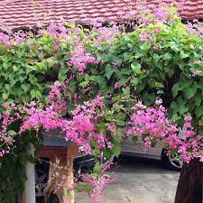 bunga air mata  pengantin/ merah/pink