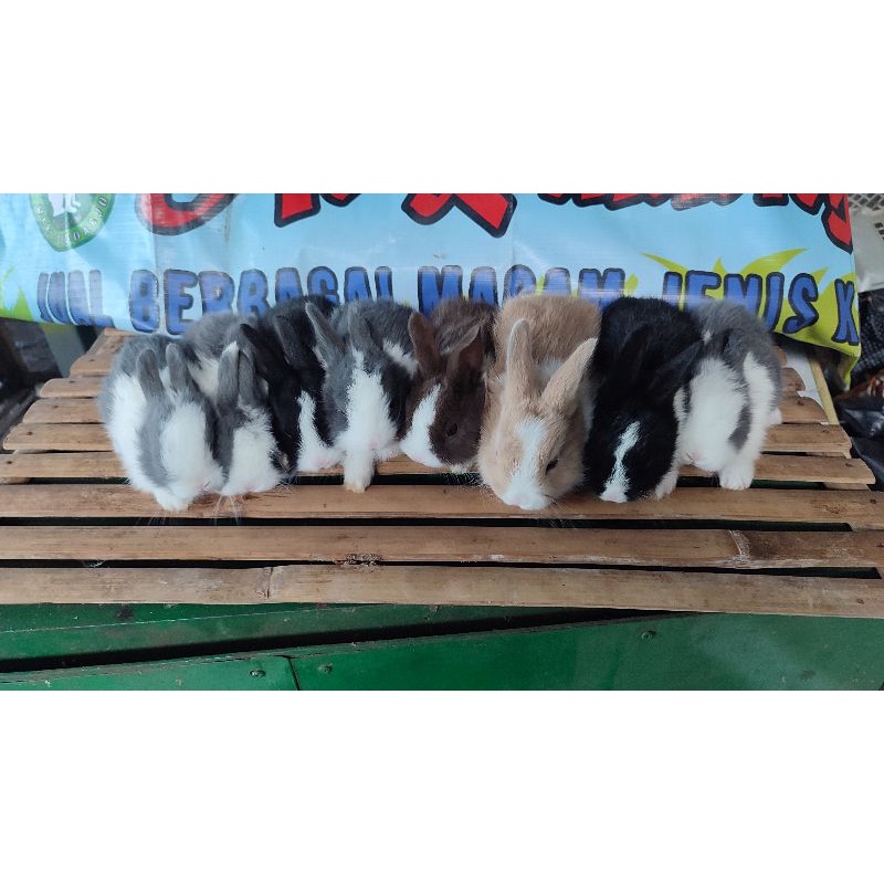 KELINCI IMUT DAN LUCU KELINCI HIAS MINI DUTCH