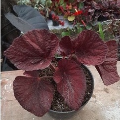 Tanaman Hias Begonia Impor Mangkok Thailand Limited Edition