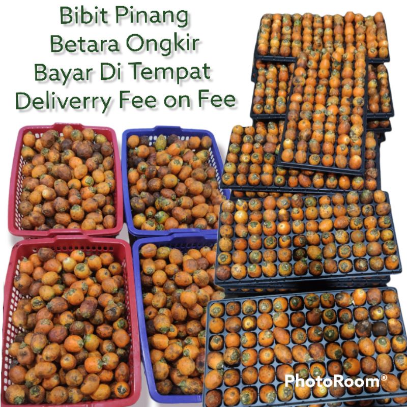 Bibit Pinang Betara Jambi Ongkir Bayar Di Tempat j&t cargo dan jne jtr