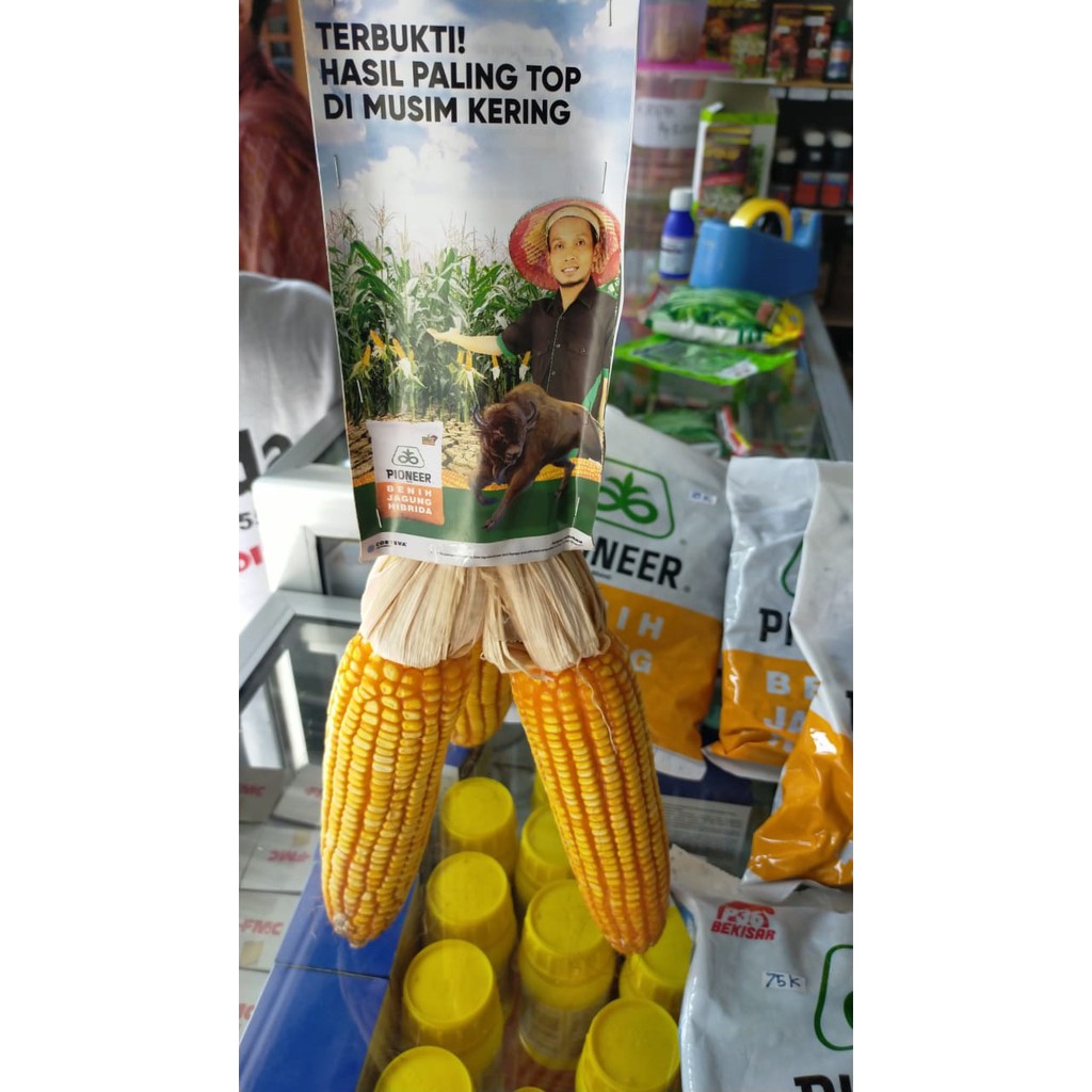 BENIH JAGUNG PIONEER P21