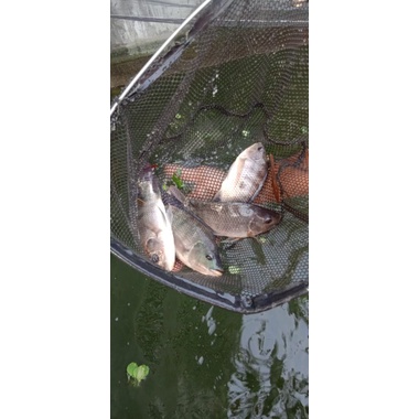 paket bibit ikan nila gesit hitam isi 25 ekor ukuran 3 jari full