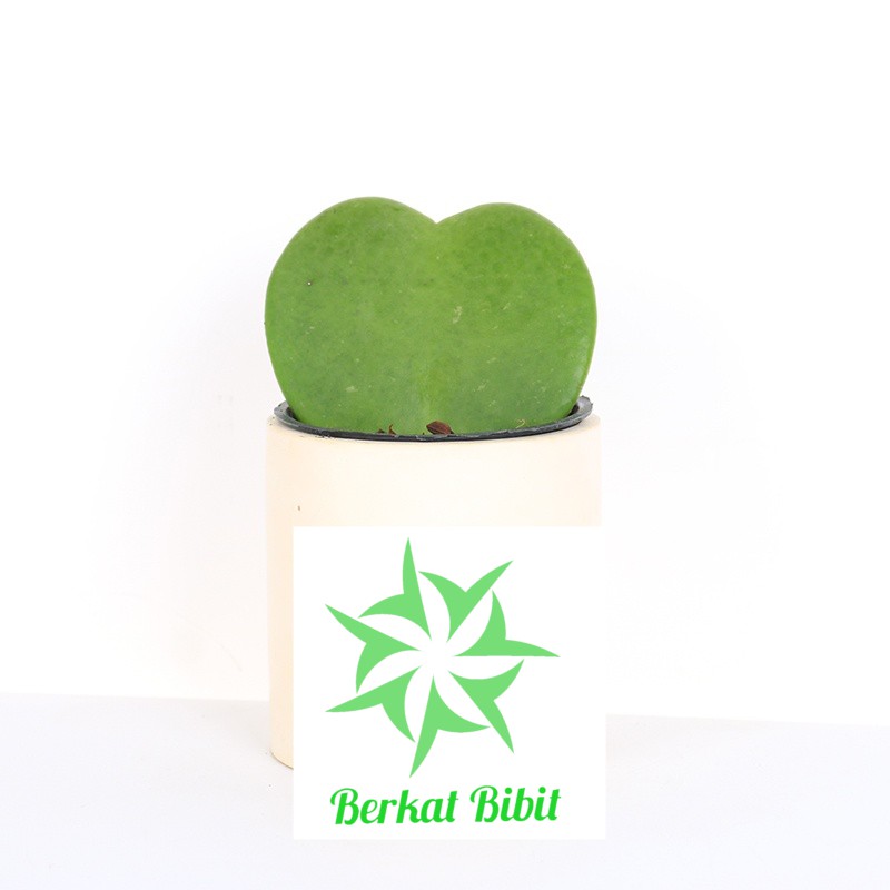 Hoya Kerrii / Hoya Love