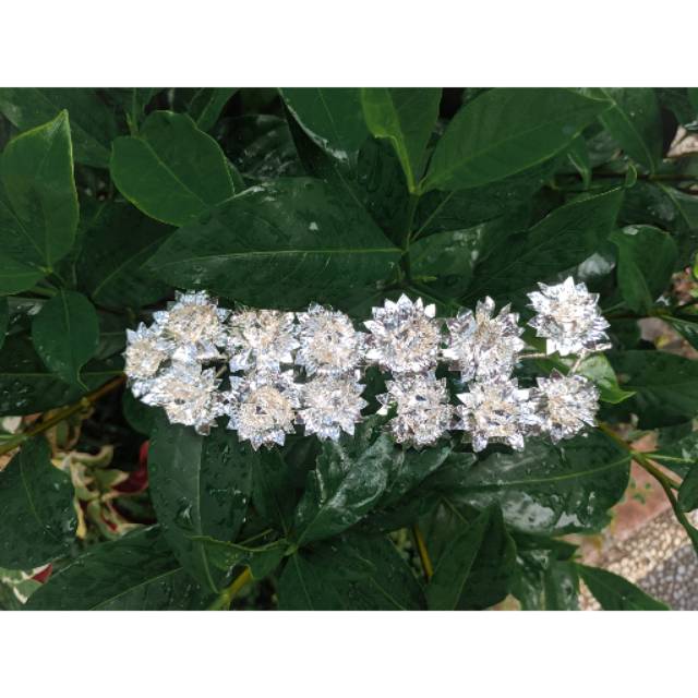 Semanggi perak / semanggi bali / sirkam perak / bunga perak