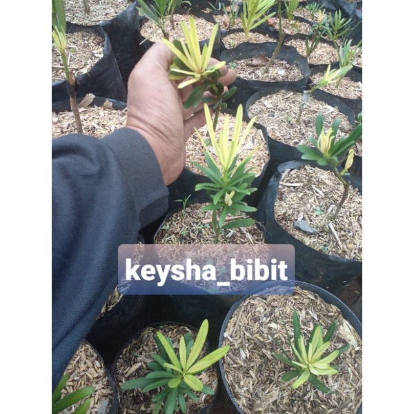 bibitan lohansung pucuk kuning grapting