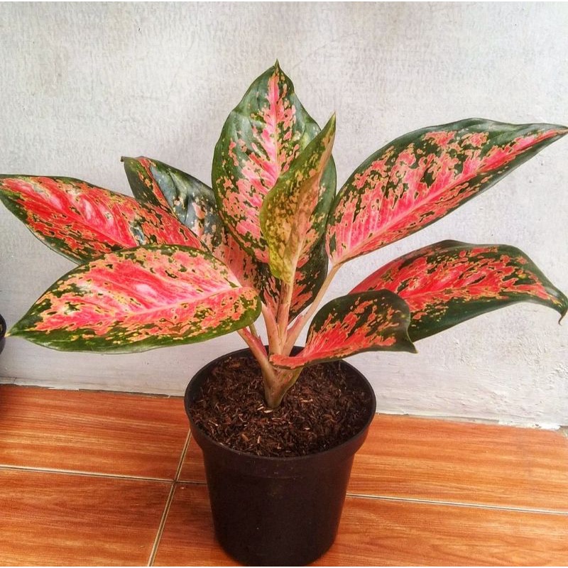 { BISA COD } Aglonema Kochin Red Paramruay Remaja | Tanaman Hias Bunga Aglonema Kochin Paramuai Mera