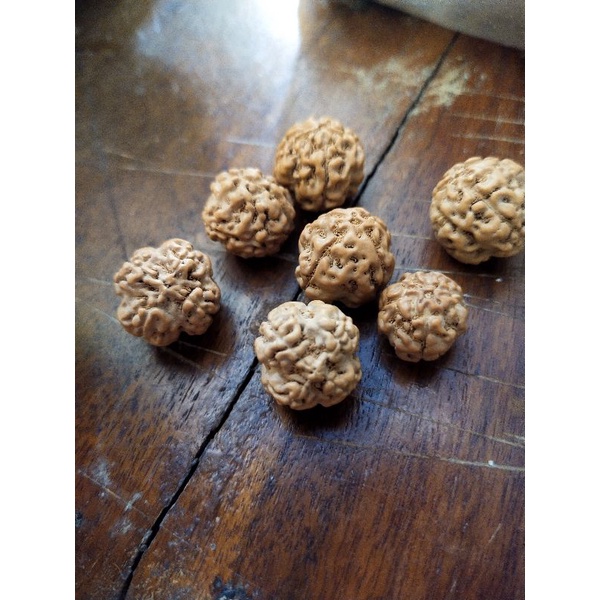 mukhi 4 big size 13 mm -15 mm 20 pcs