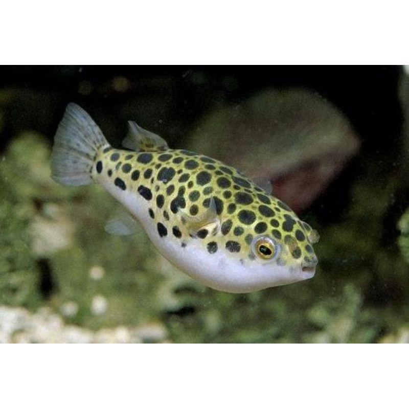 ikan buntal hias mini puffer buntal mini air tawar