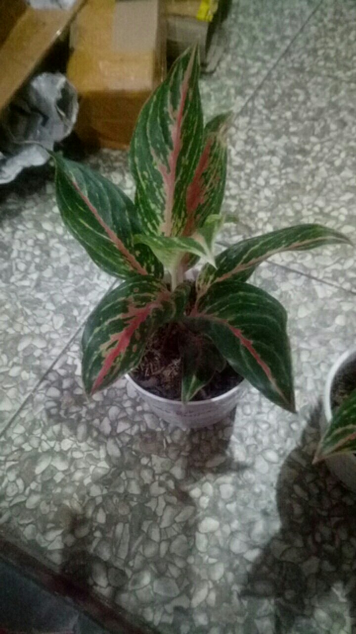 Aglonema Widuri / Aglaonema Red Peacock Remaja