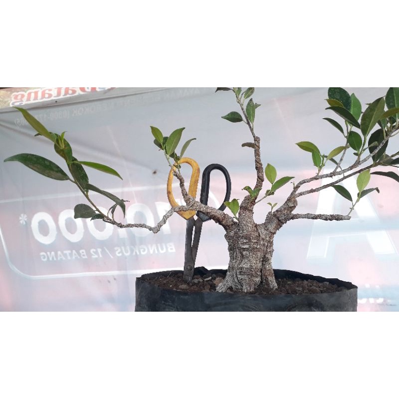 bahan bonsai ficus+kimeng_microcarpa_sudah_program_akar,dan realpic, siap di kiik ke lokasi anda,
