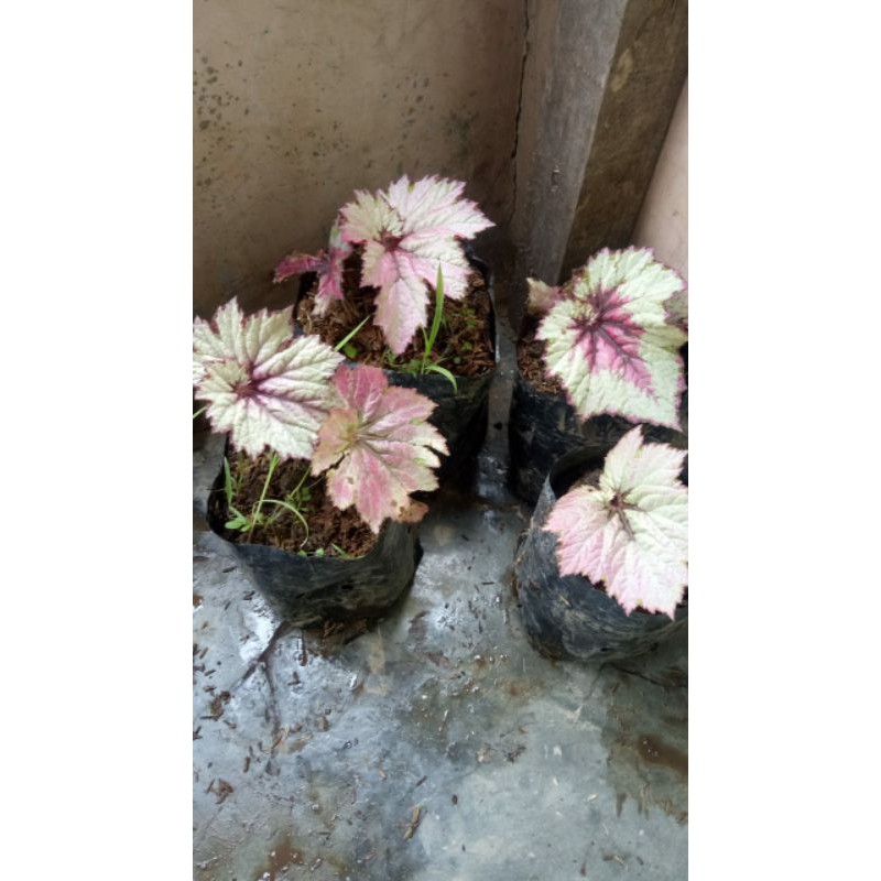 begonia keong pink/tapak dewa remaja