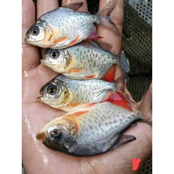 bibit ikan bawal ukuran korek kayu