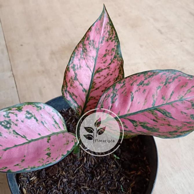 Ł'AMRLZ'Ł Tanaman hias aglaonema pink anjamani / Aglonema / Aglo / Pink anjamani ..,,