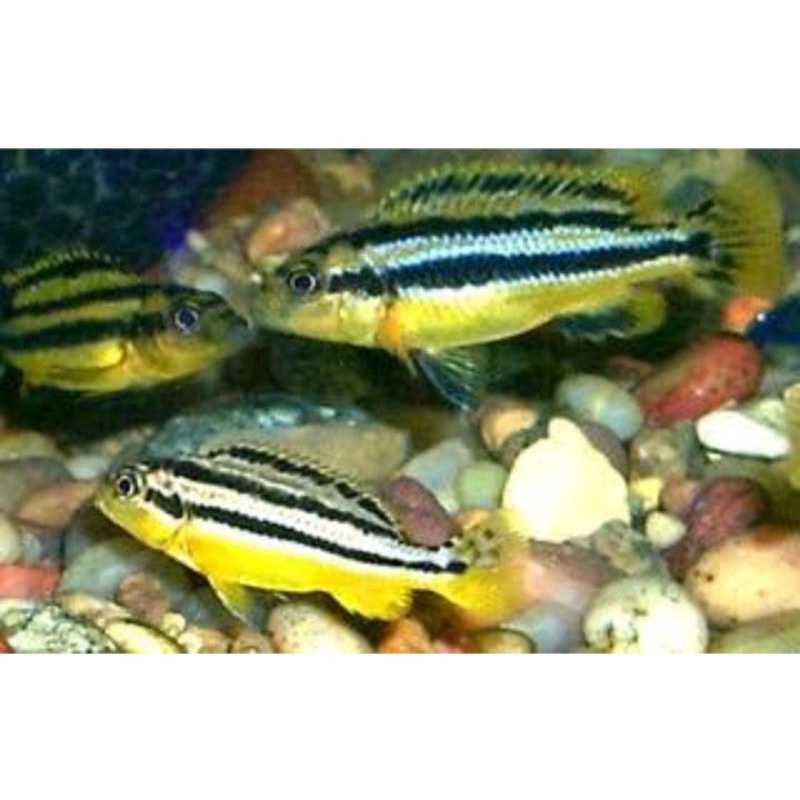 ikan hias aquascape ciclid niasa