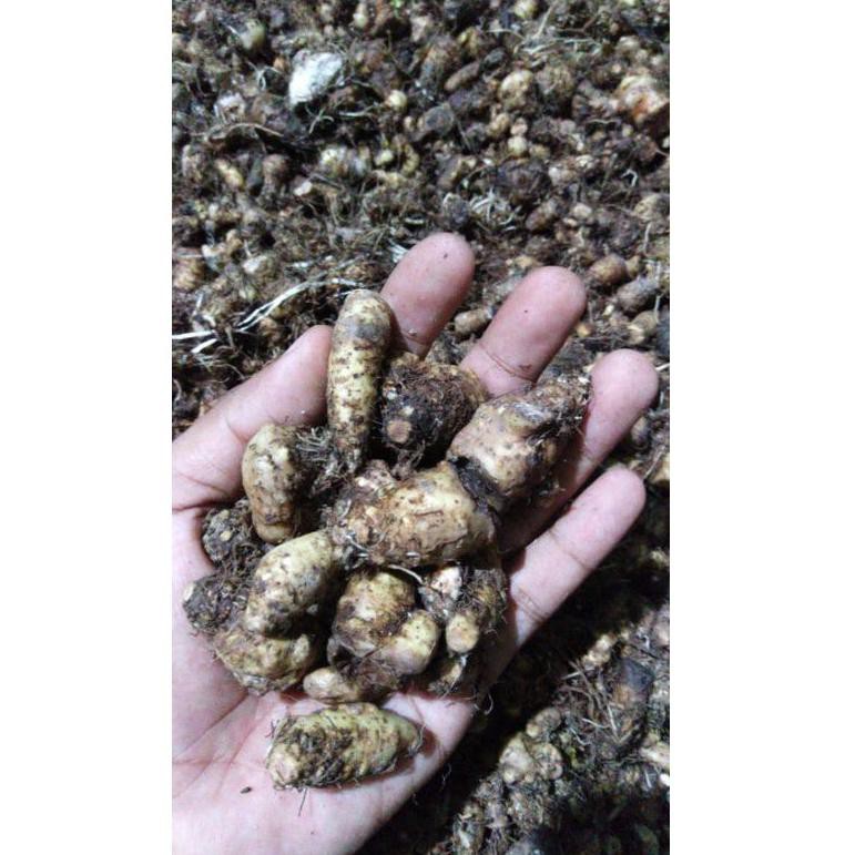 HITZ 2021 umbi keladi liliput/caladium mutiara