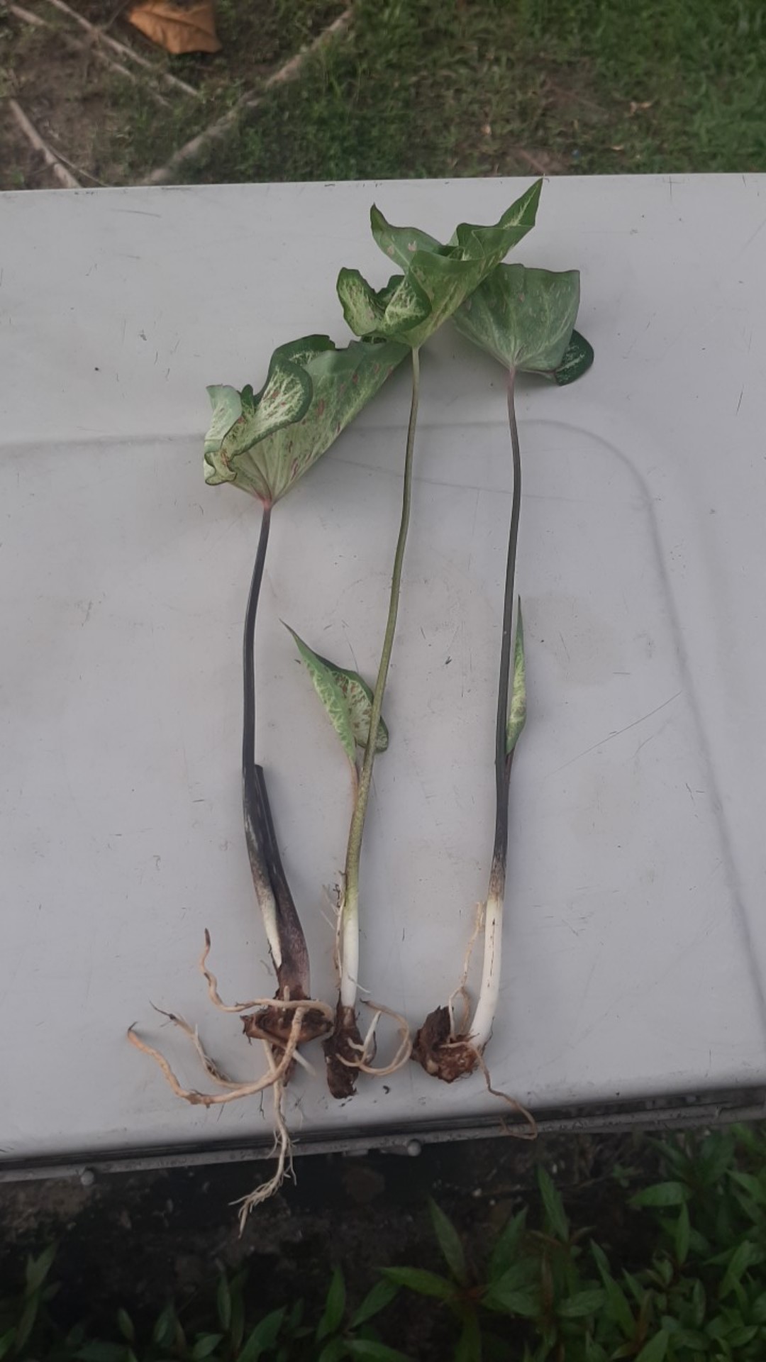 Caladium Gingerland / Dikirim Anakan Keladi Gingerland