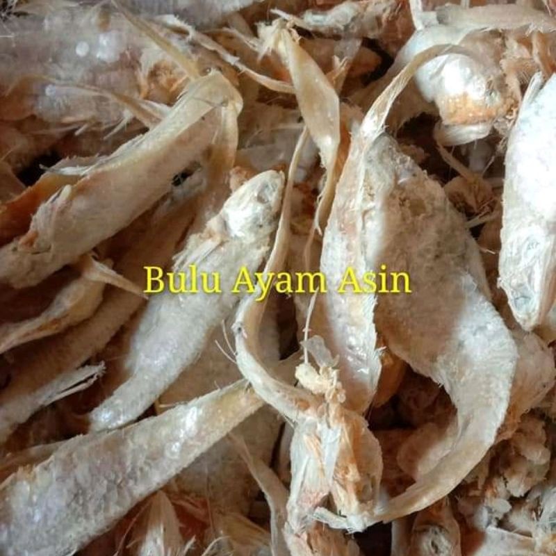 

IKAN_ASIN_BULU_AYAM