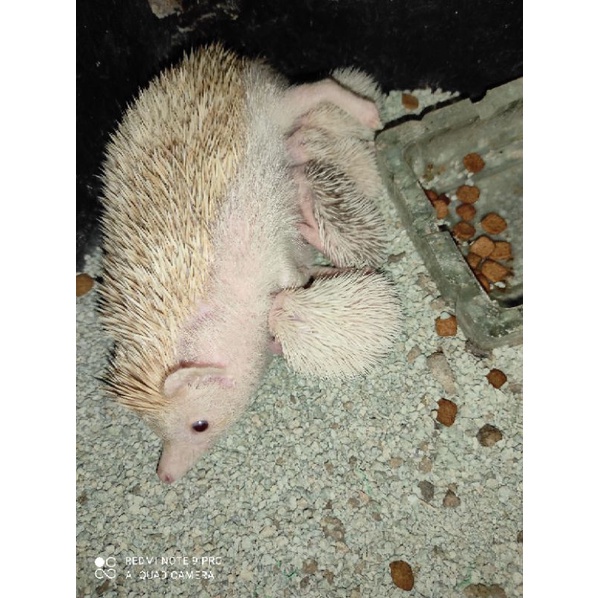 (DAPAT BONUS) Landak Mini / Hedgehog / Lanmin / Lamin / Indukan Usia Dewasa