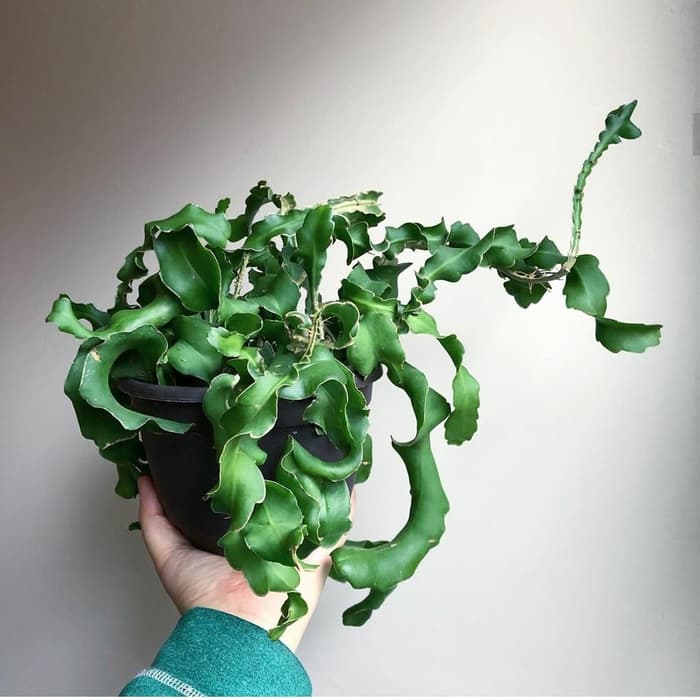 tanaman hias gantung wijaya kusuma keriting - wijaya kusuma unik