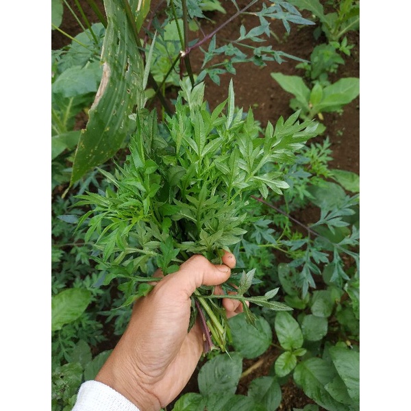 DAUN KENIKIR SEGAR 1 IKAT / DAUN KENIKIR FRESH