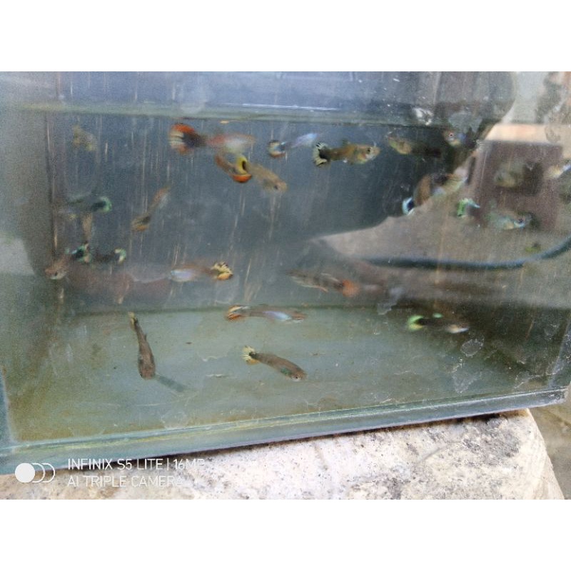 ikan guppy cendolan