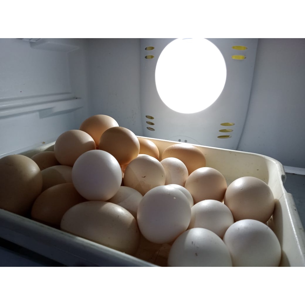 

Telurayamkampungasli