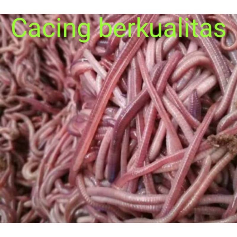cacing tanah hidup lumbricus anc kalung merah umpan mancing