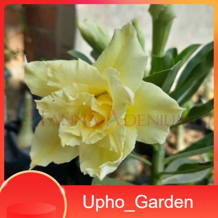 

Bibit Bunga Kamboja Adenium Golden Phoenix - Upho_Garden