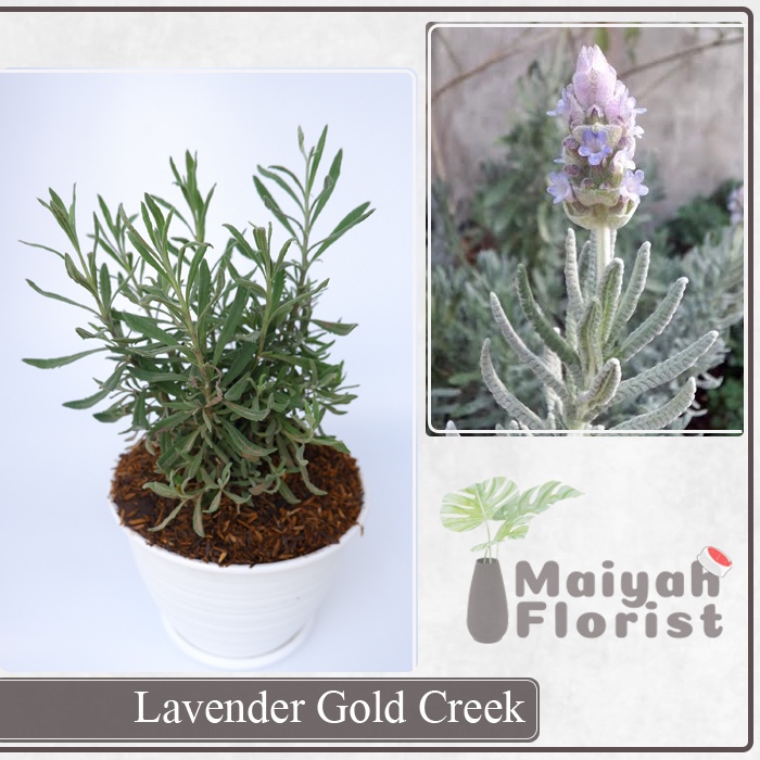 Lavender Gold Creek - Tanaman Hias Pengusir Nyamuk