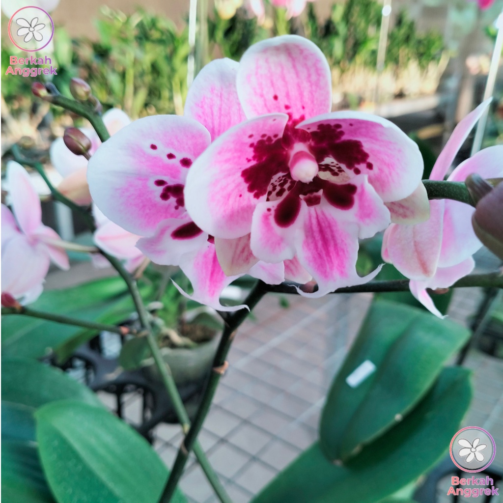 Anggrek Bulan Angbul Mini Standard Kondisi Knop Bunga