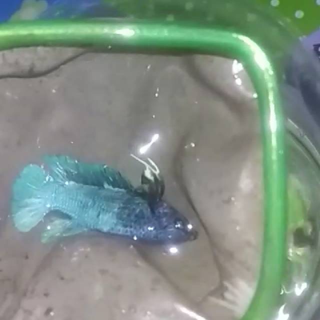 Pakan anakan giant avatar gordon bo5cm