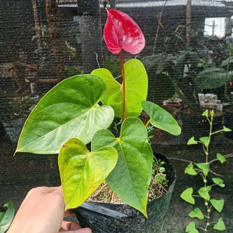 DIARY PETANI - Anthurium Bunga Warna Merah