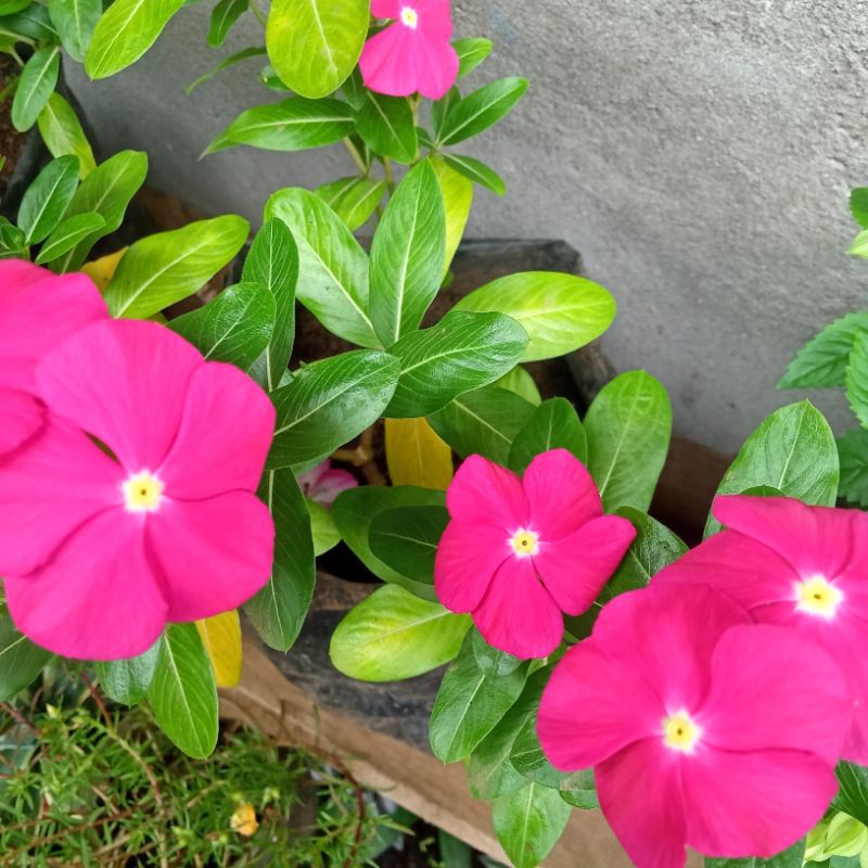 

vinca