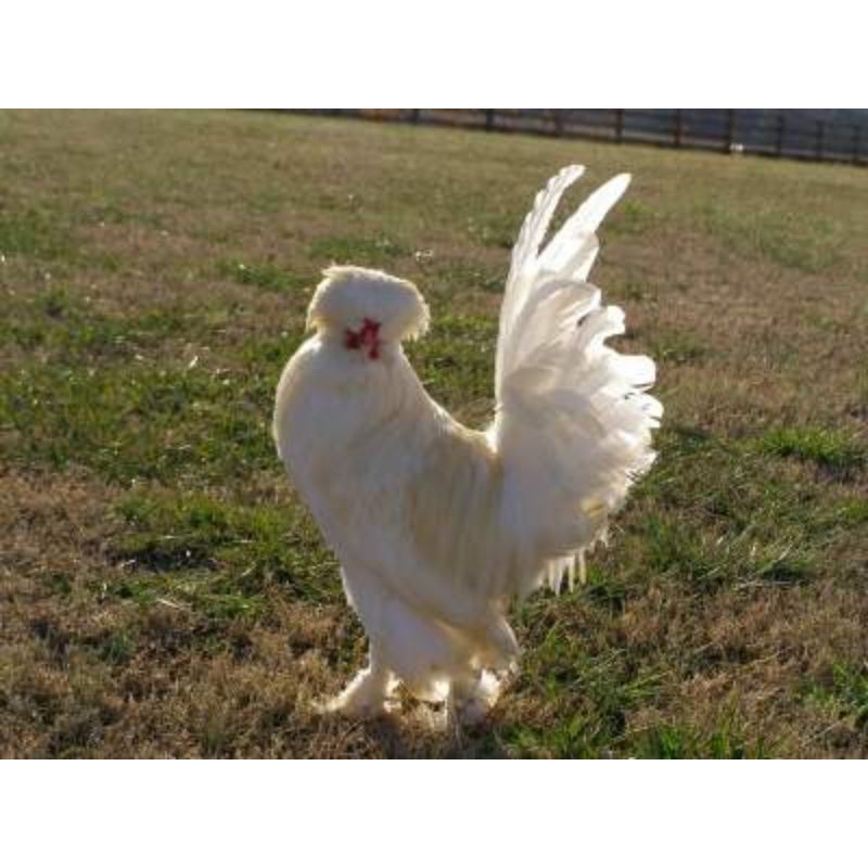 

TELUR AYAM HIAS SULTAN UNTUK DI TETASKAN