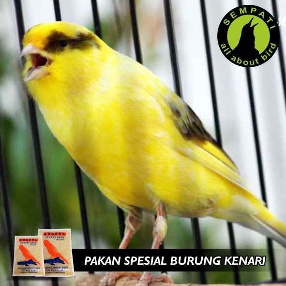 Korona Canary Seed Pakan Burung Kenari Shopee Indonesia